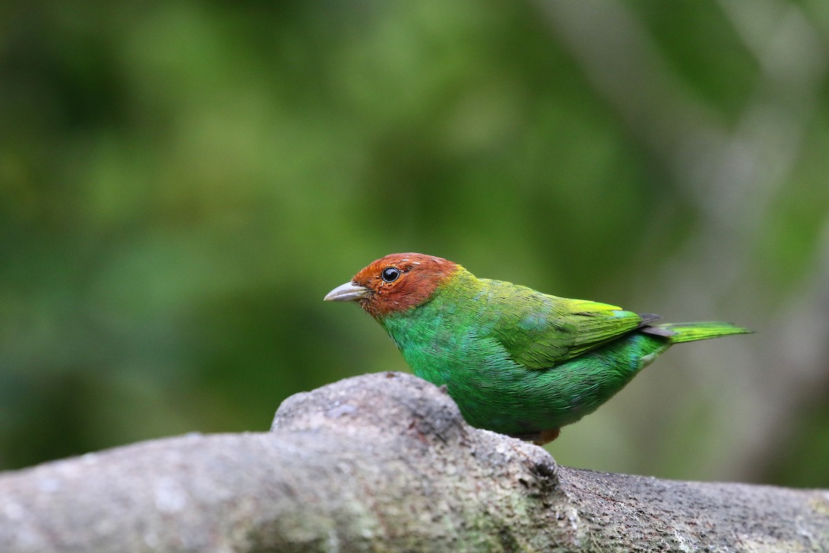 Bay-headed Tanager (Bay-and-green) - ML193089581