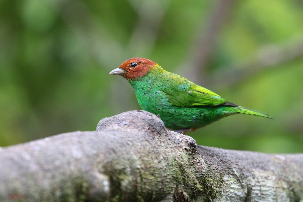 Bay-headed Tanager (Bay-and-green) - ML193089641