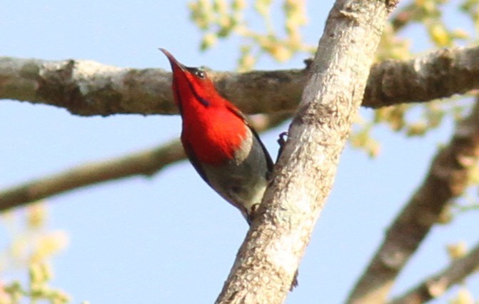 Crimson Sunbird - ML193094401
