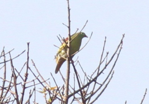 Thick-billed Green-Pigeon - Sea Williams
