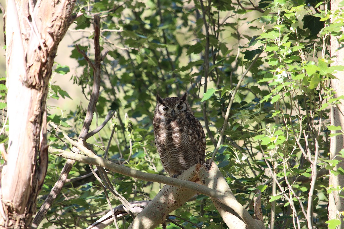 Lesser Horned Owl - Christopher Moser-Purdy