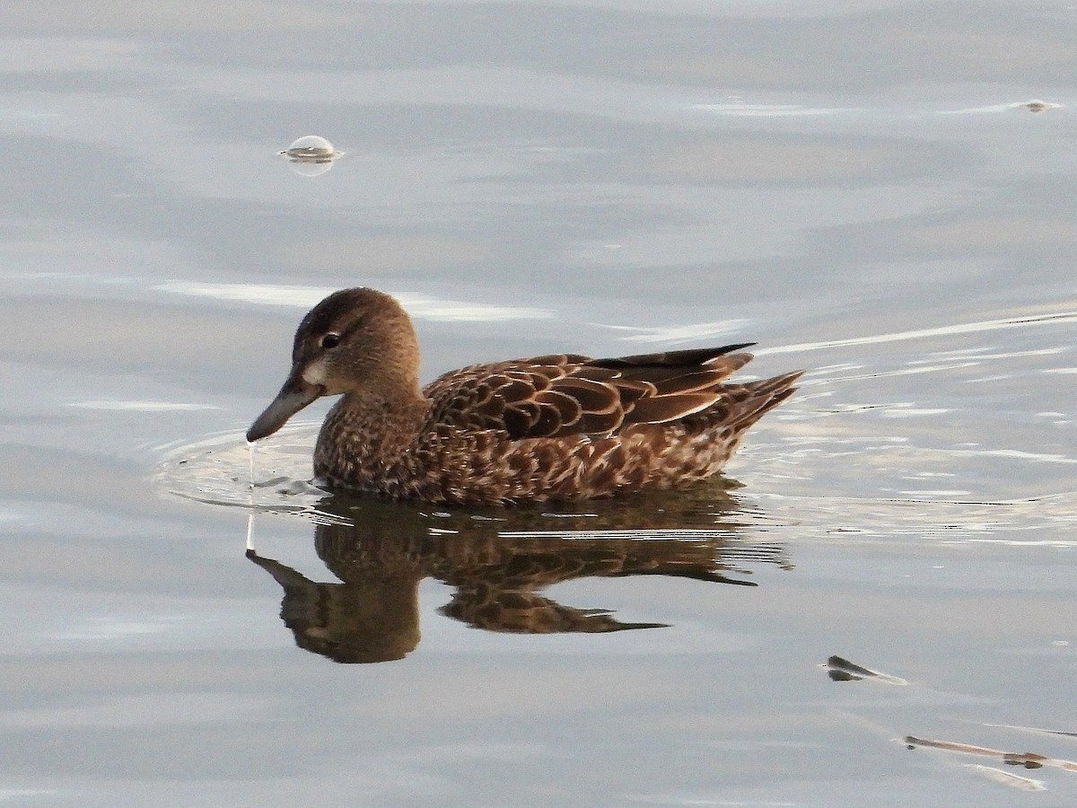 Blue-winged Teal - ML193097281