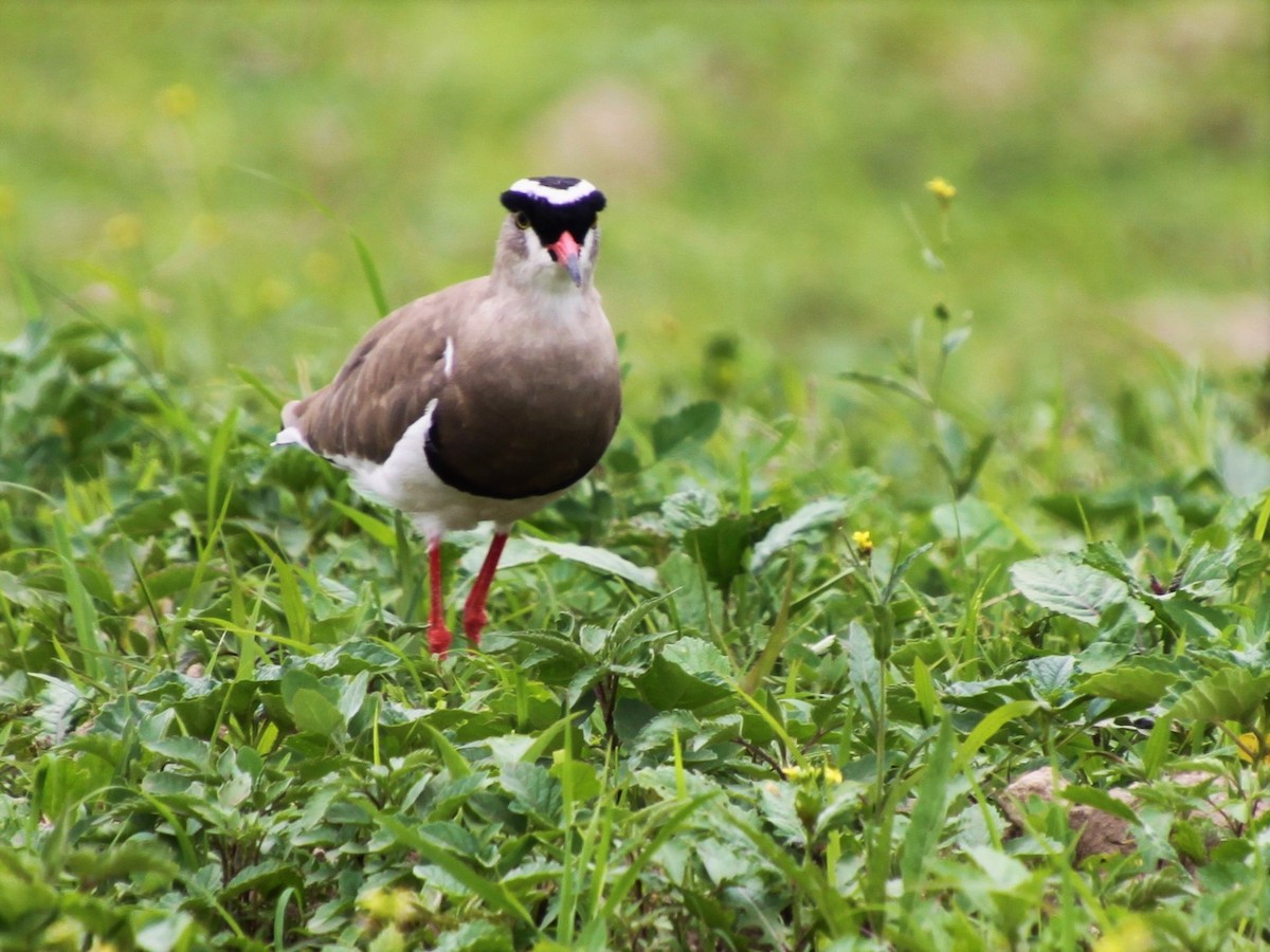 Crowned Lapwing - Chris Devillers