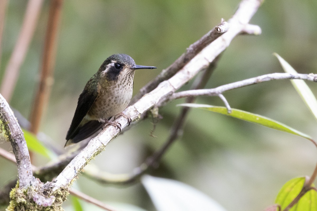 Speckled Hummingbird - Marcelo Corella