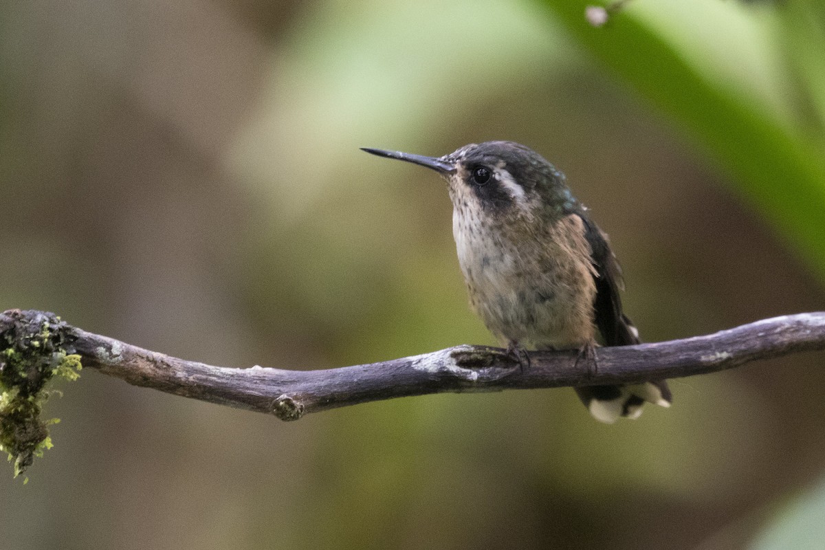 Speckled Hummingbird - ML193105901