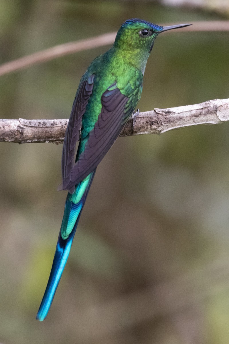 Long-tailed Sylph - ML193106001