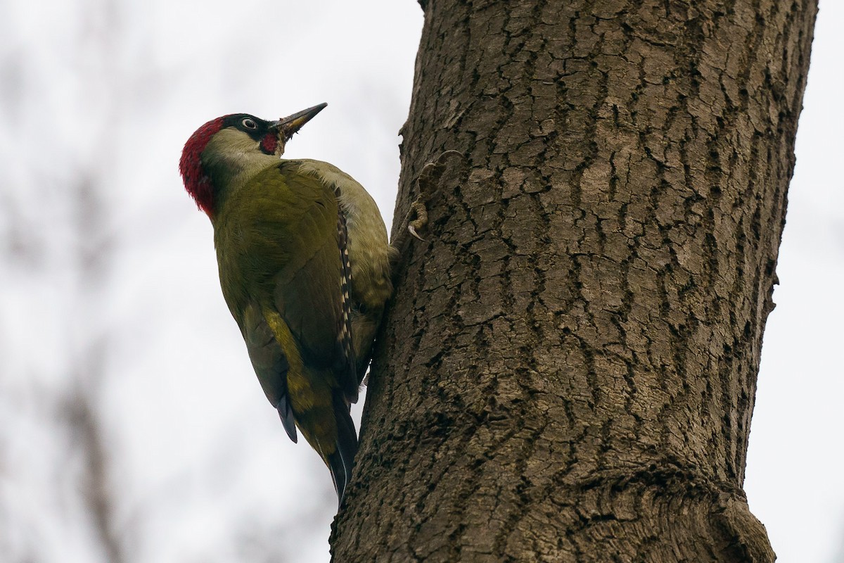 Eurasian Green Woodpecker - ML193110191