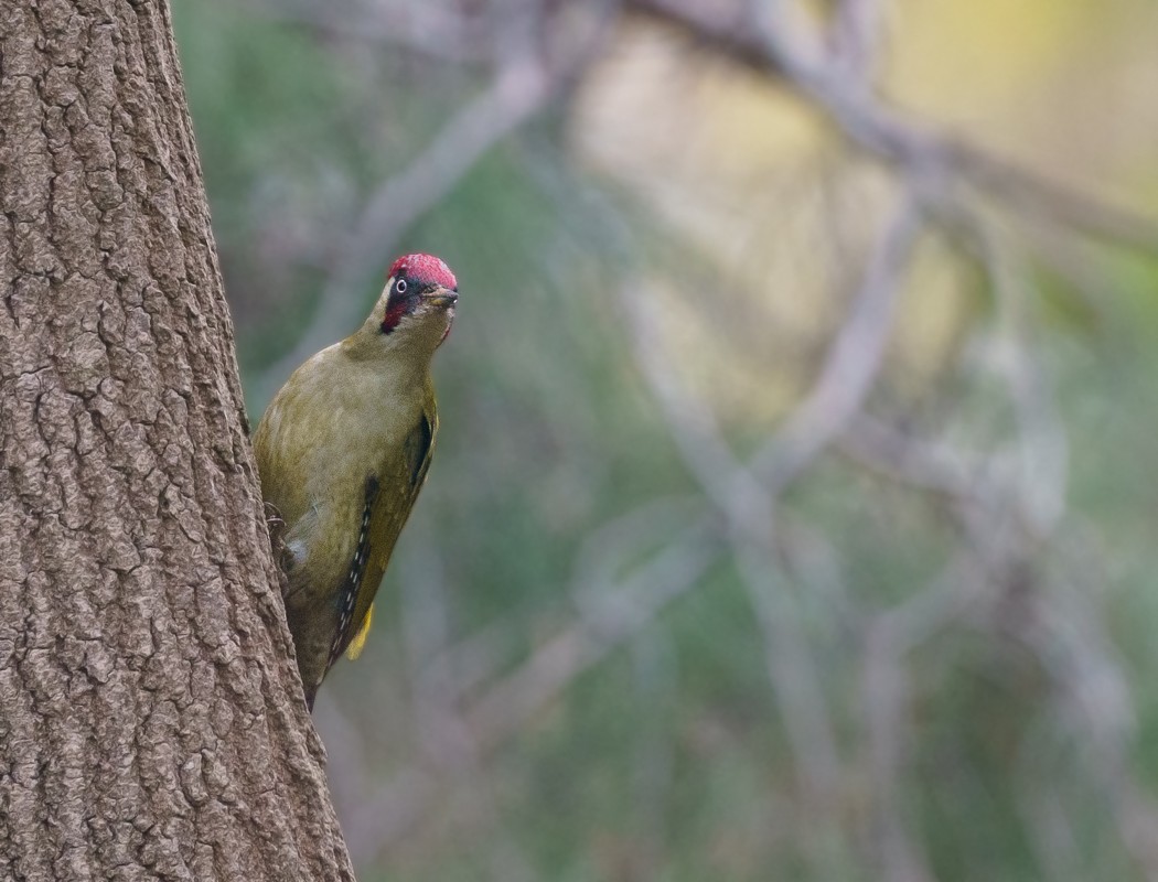 Eurasian Green Woodpecker - ML193110231