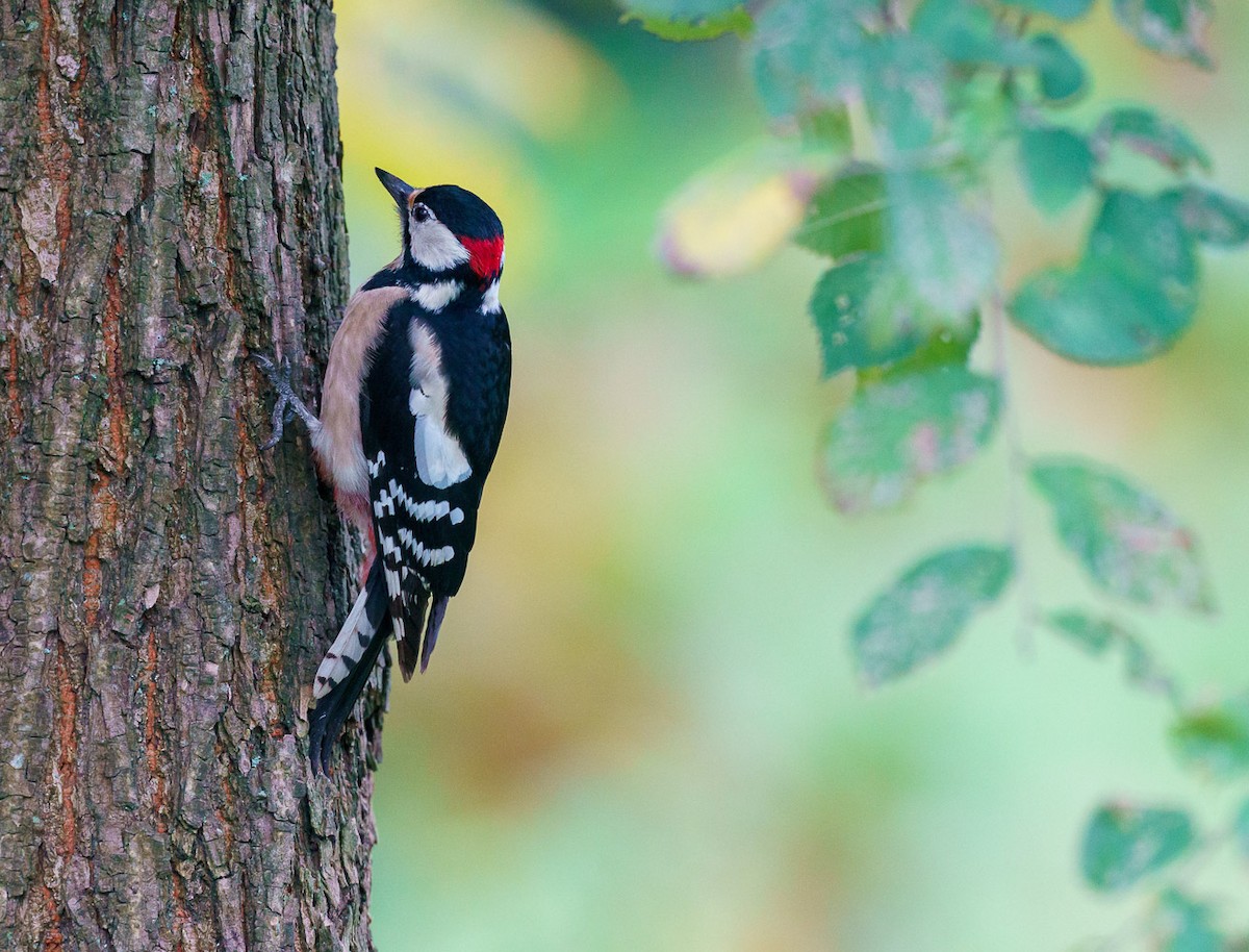 Great Spotted Woodpecker - babur hakarar