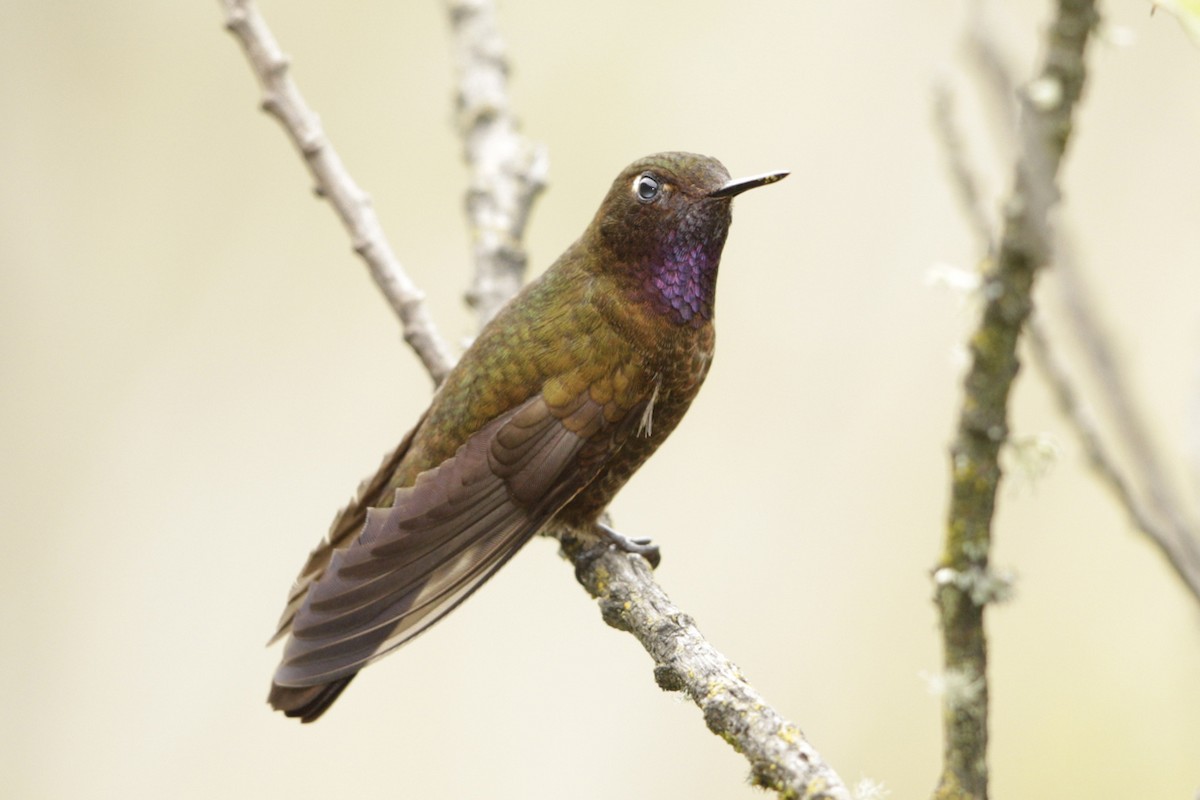 Violet-throated Metaltail - ML193115481