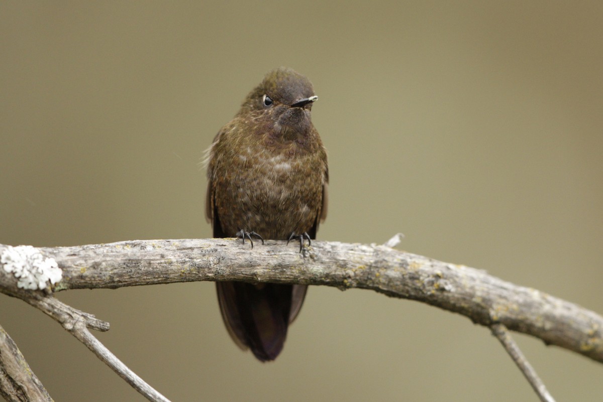 Violet-throated Metaltail - ML193115491