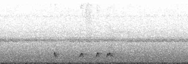 Rostnachtschwalbe [rufus-Gruppe] - ML193116