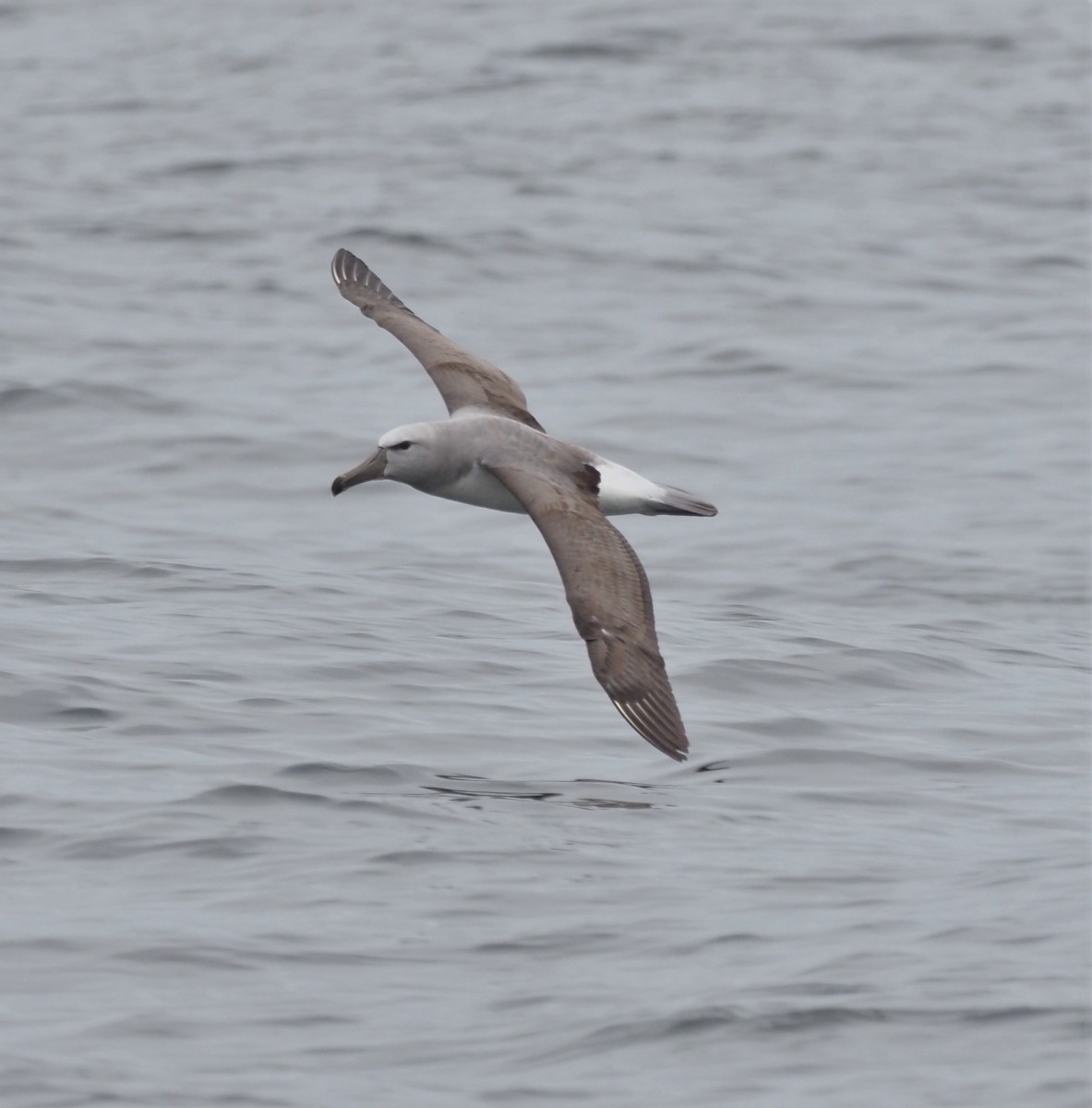 Salvin's Albatross - ML193116011