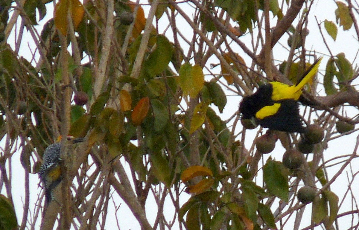 Yellow-winged Cacique - Bob Curry