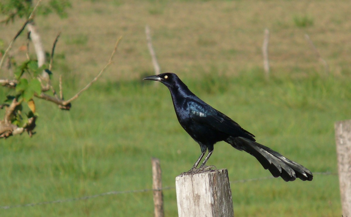 Great-tailed Grackle - Bob Curry