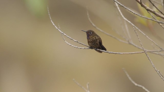 Violet-throated Metaltail - ML193116341