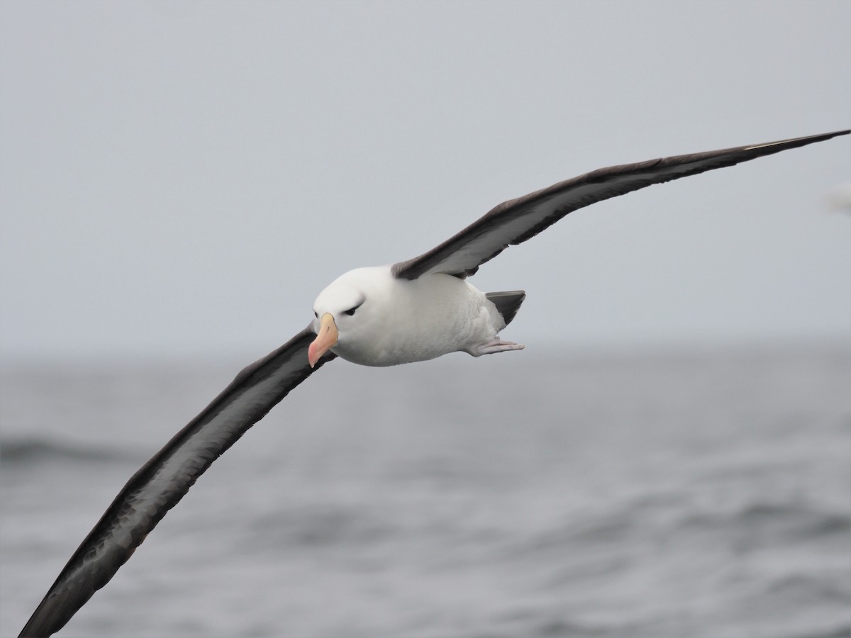 Black-browed Albatross - ML193116801