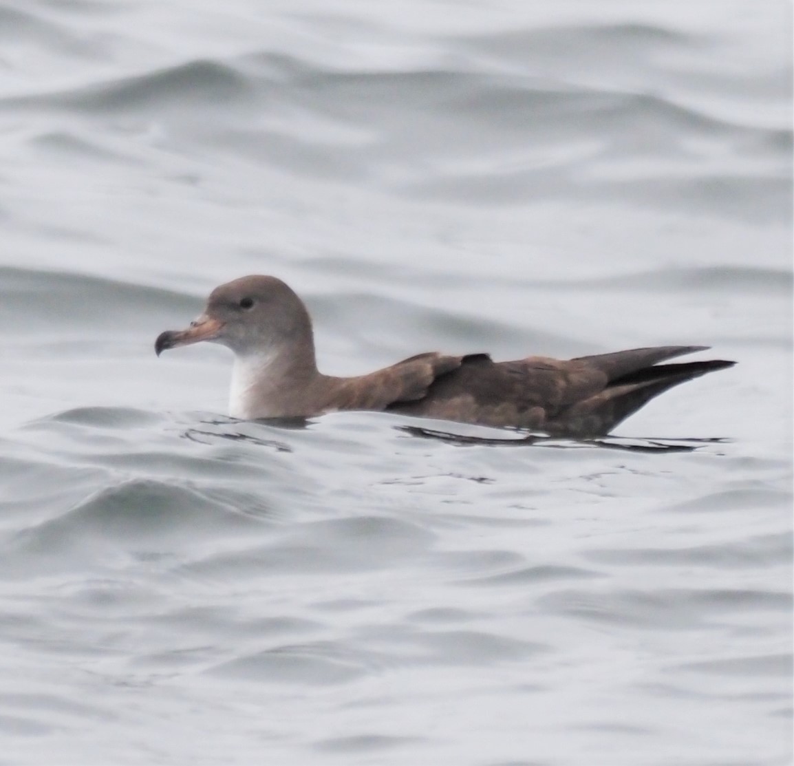 Pink-footed Shearwater - ML193117651