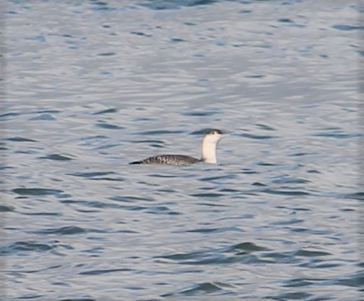 Red-throated Loon - ML193118811