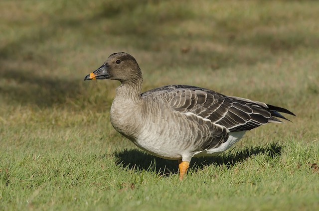 凍原豆雁 Ebird