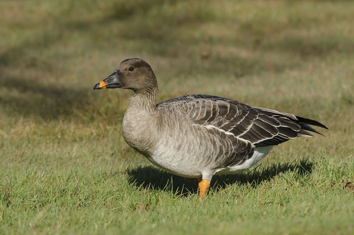 Tundra Bean-Goose - Ronnie d'Entremont