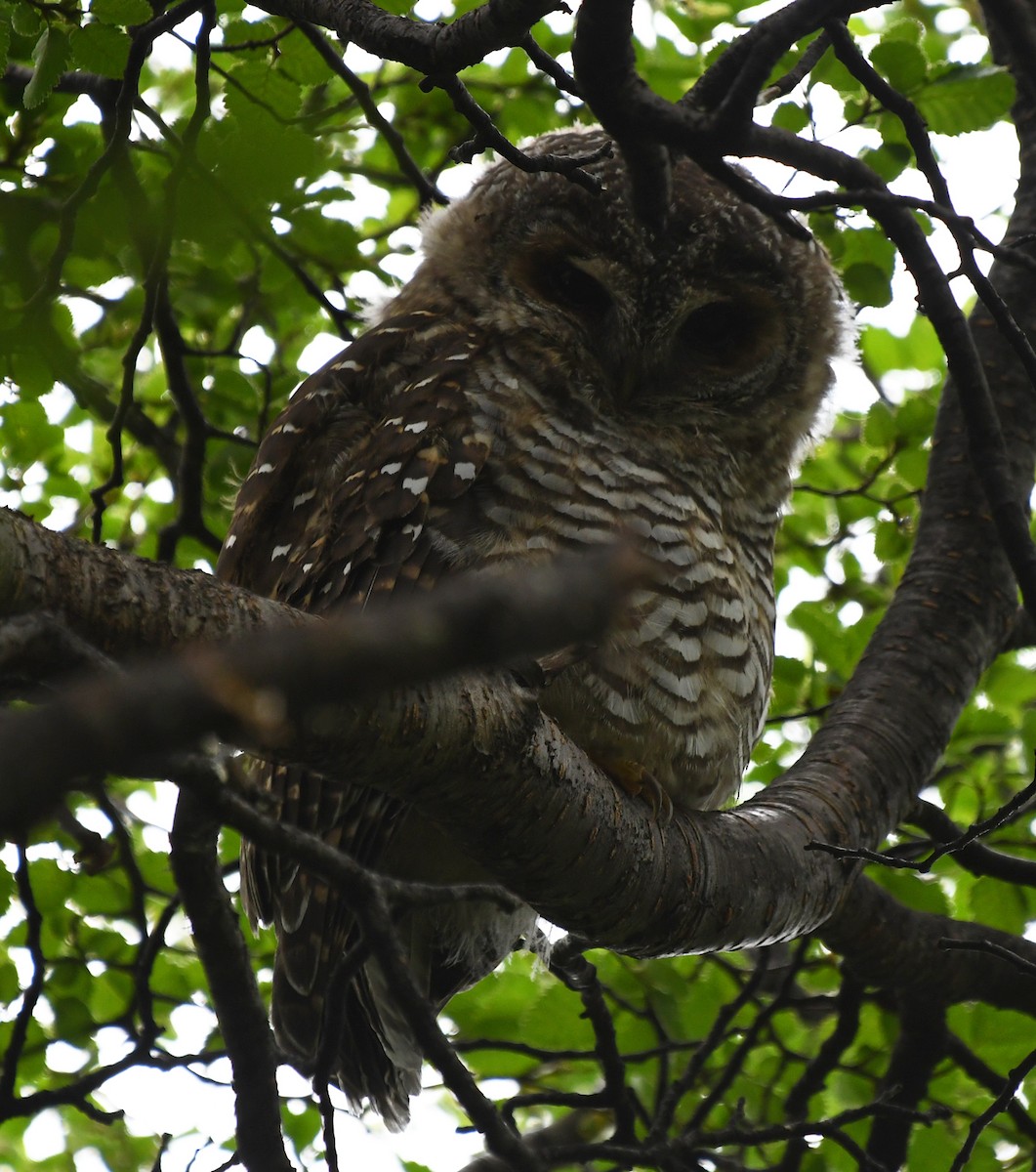 Rufous-legged Owl - ML193119021