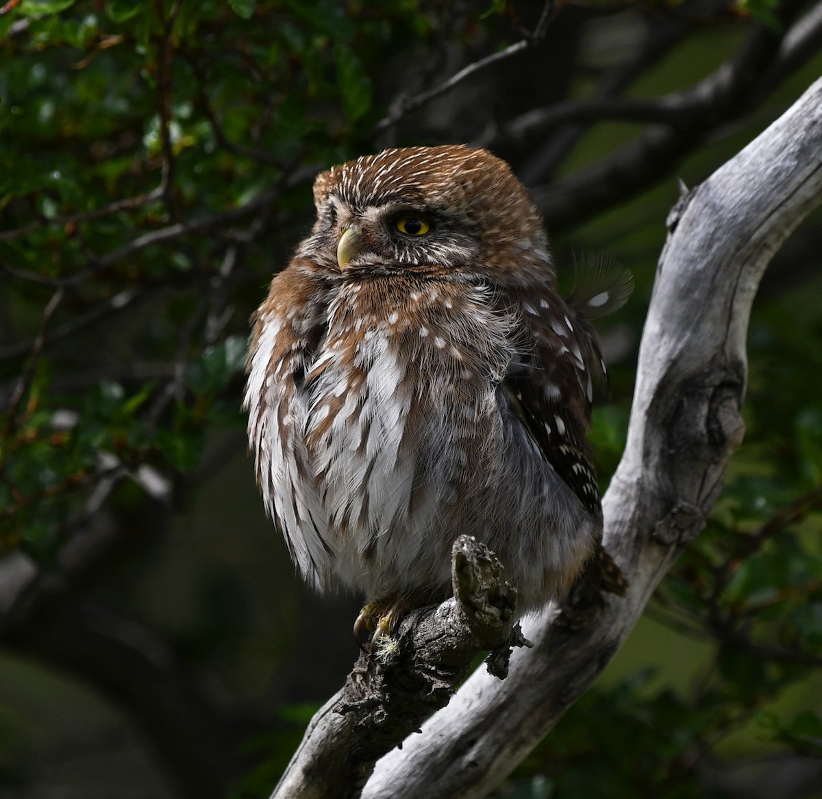 Austral Pygmy-Owl - ML193119441