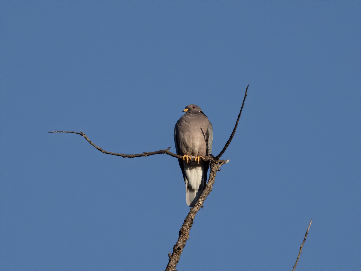 Band-tailed Pigeon - ML193123831