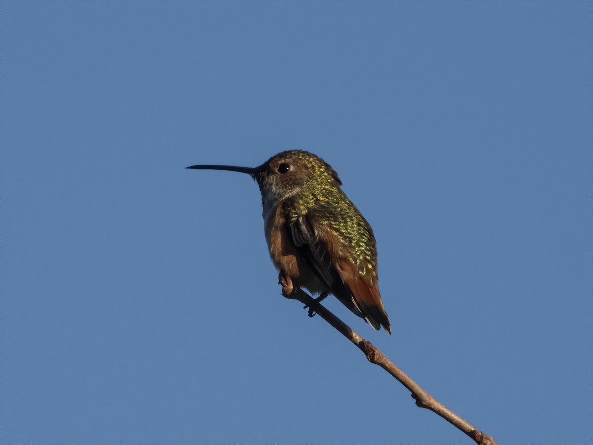 Allen's Hummingbird - Glenn Kincaid