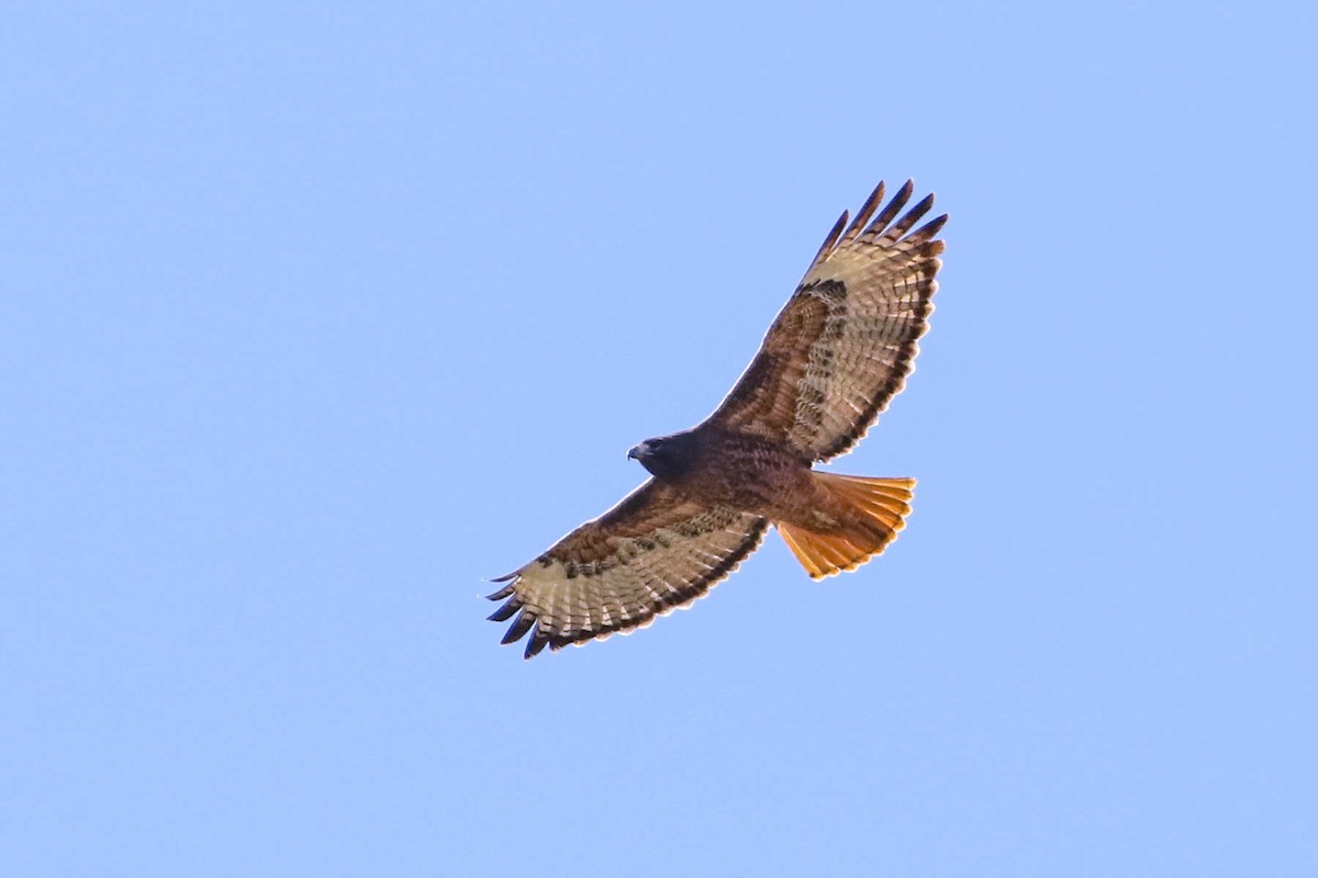 Red-tailed Hawk - Scott Olmstead