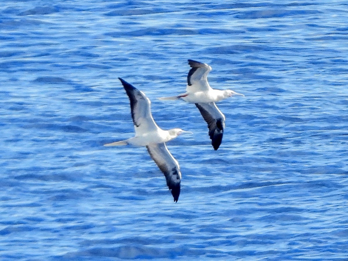 Red-footed Booby - ML193134841
