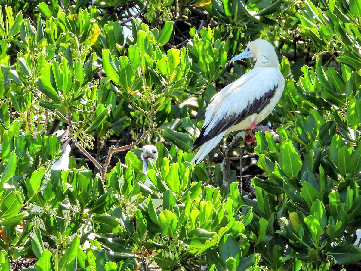 Red-footed Booby - ML193136211