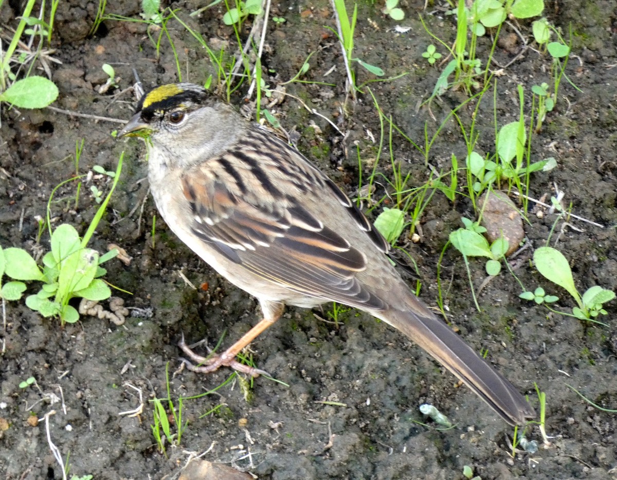 Golden-crowned Sparrow - Barbara Wise