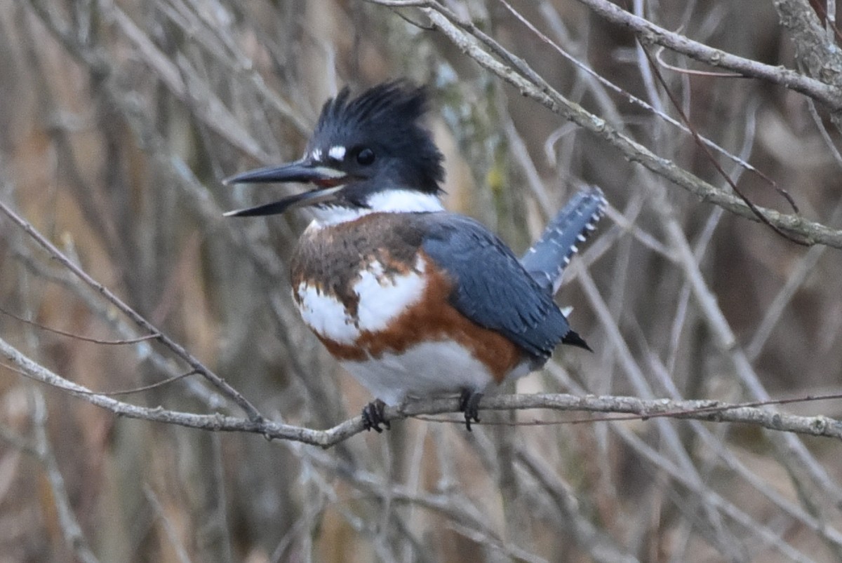 Belted Kingfisher - ML193144911