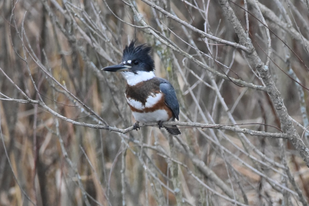 Belted Kingfisher - ML193145061