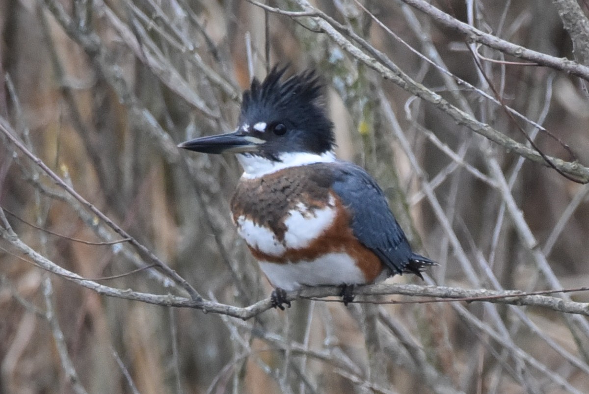 Belted Kingfisher - ML193145281