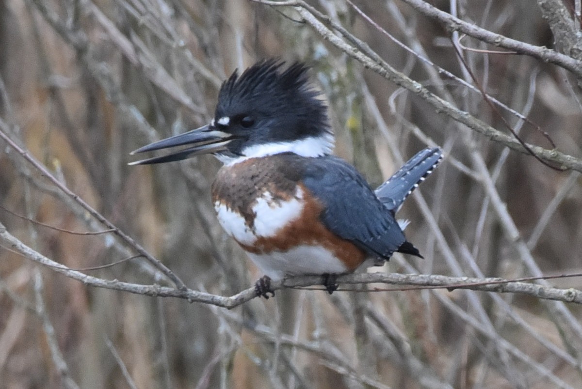 Belted Kingfisher - ML193145411
