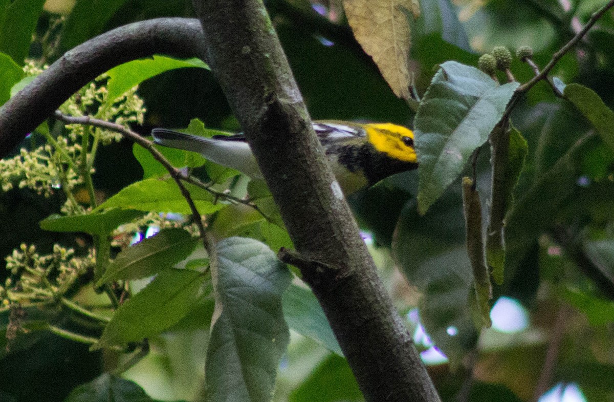 Black-throated Green Warbler - Enrique Heredia (Birding Tours)