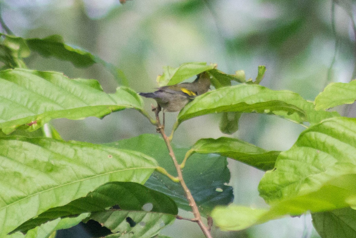 Golden-winged Warbler - Enrique Heredia (Birding Tours)