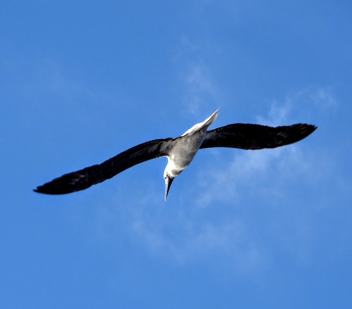 Red-footed Booby - ML193151781