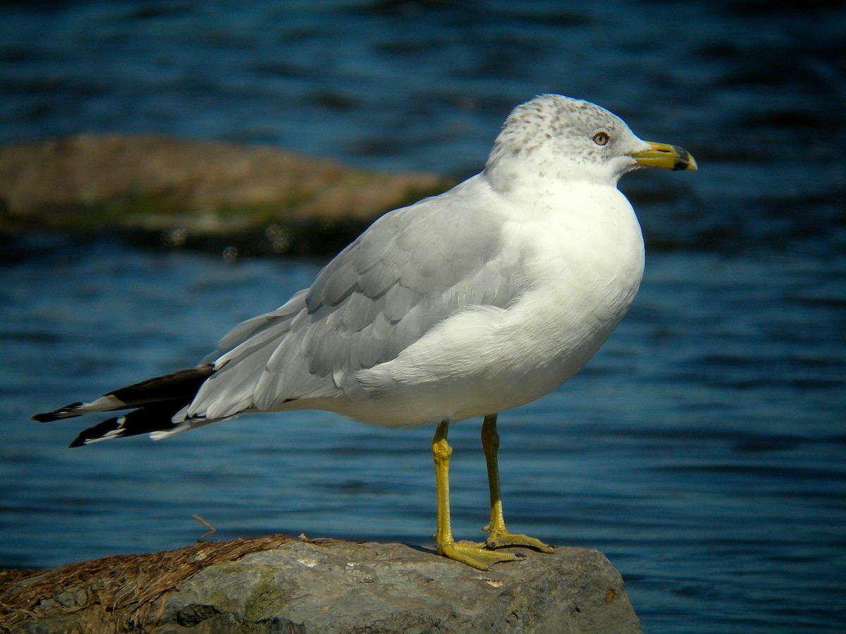 Ring-billed Gull - Patrice Franche