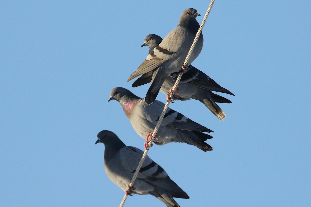 Rock Pigeon (Feral Pigeon) - Malinda Chapman