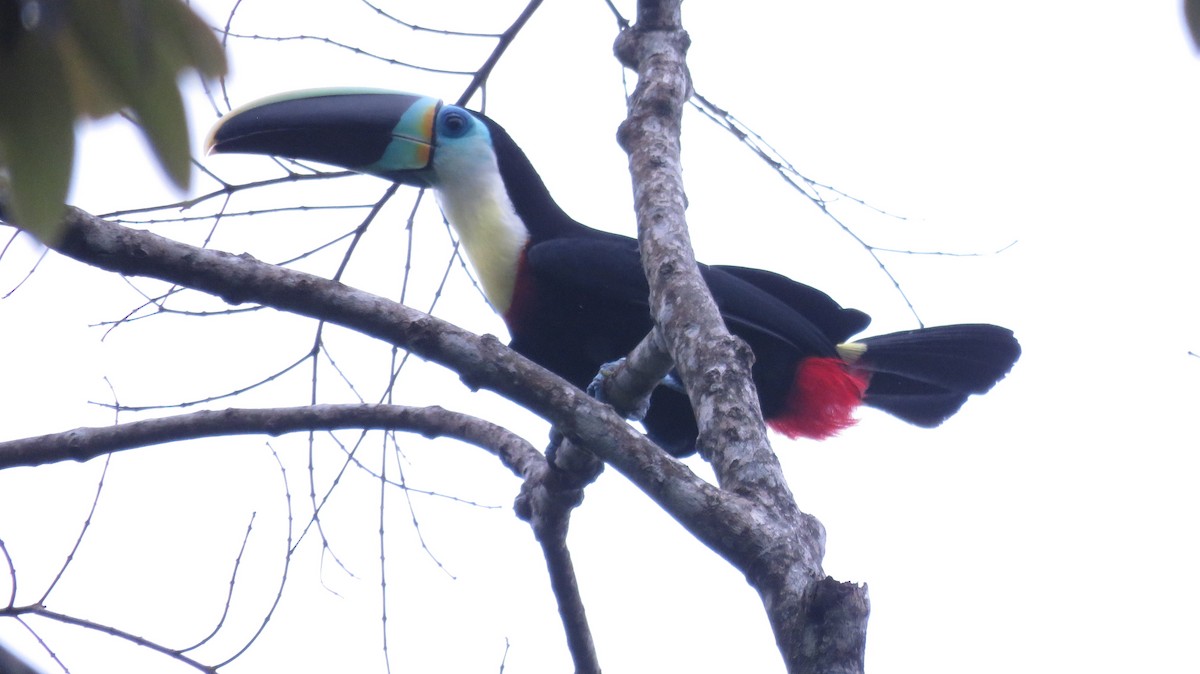 Channel-billed Toucan (Citron-throated) - ML193171871