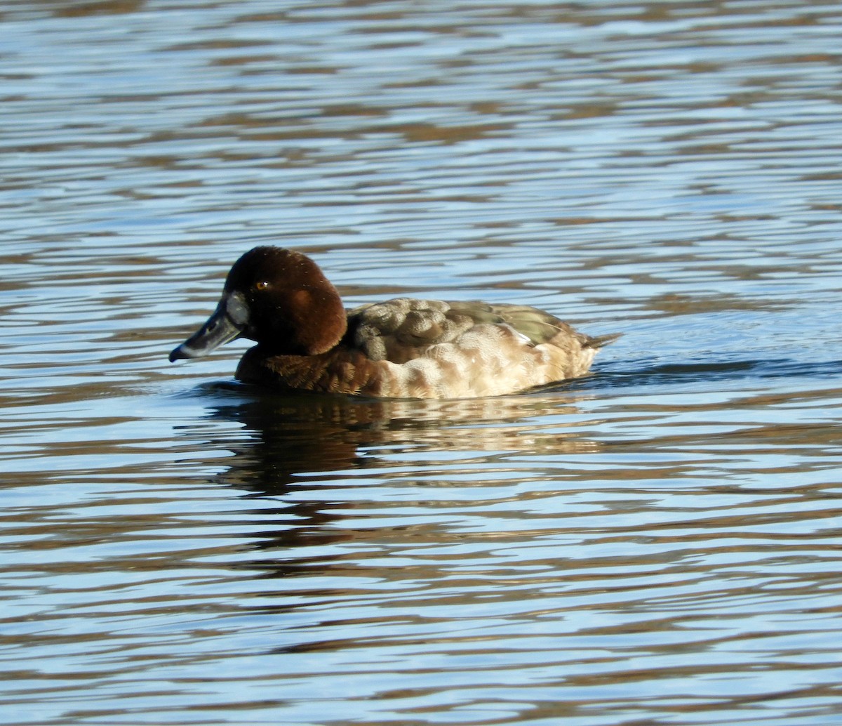 Greater Scaup - ML193175951