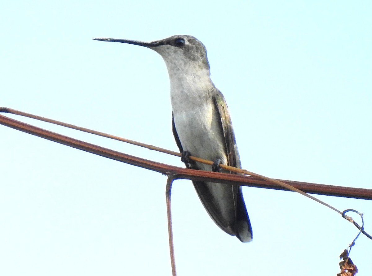 Black-chinned Hummingbird - ML193178191
