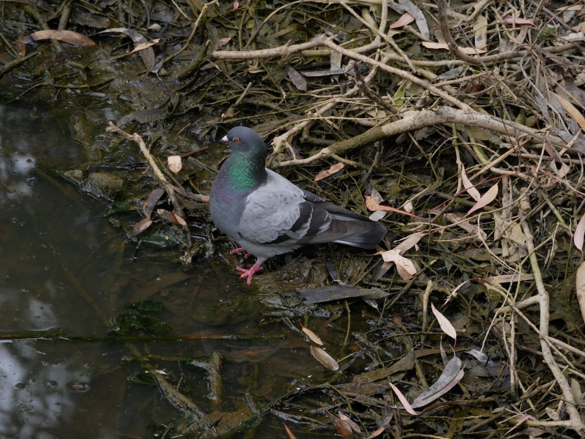 Rock Pigeon (Feral Pigeon) - ML193178971