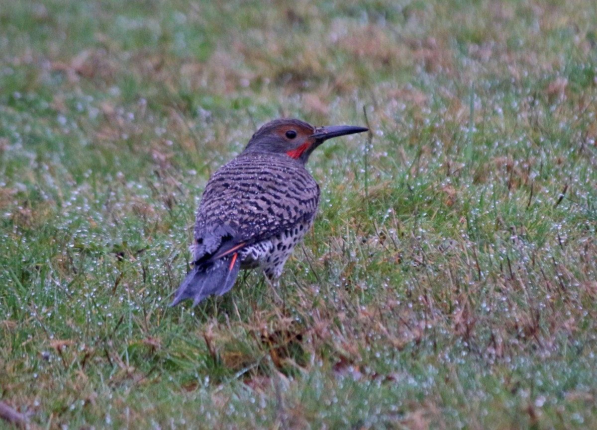 Northern Flicker (Red-shafted) - ML193180801