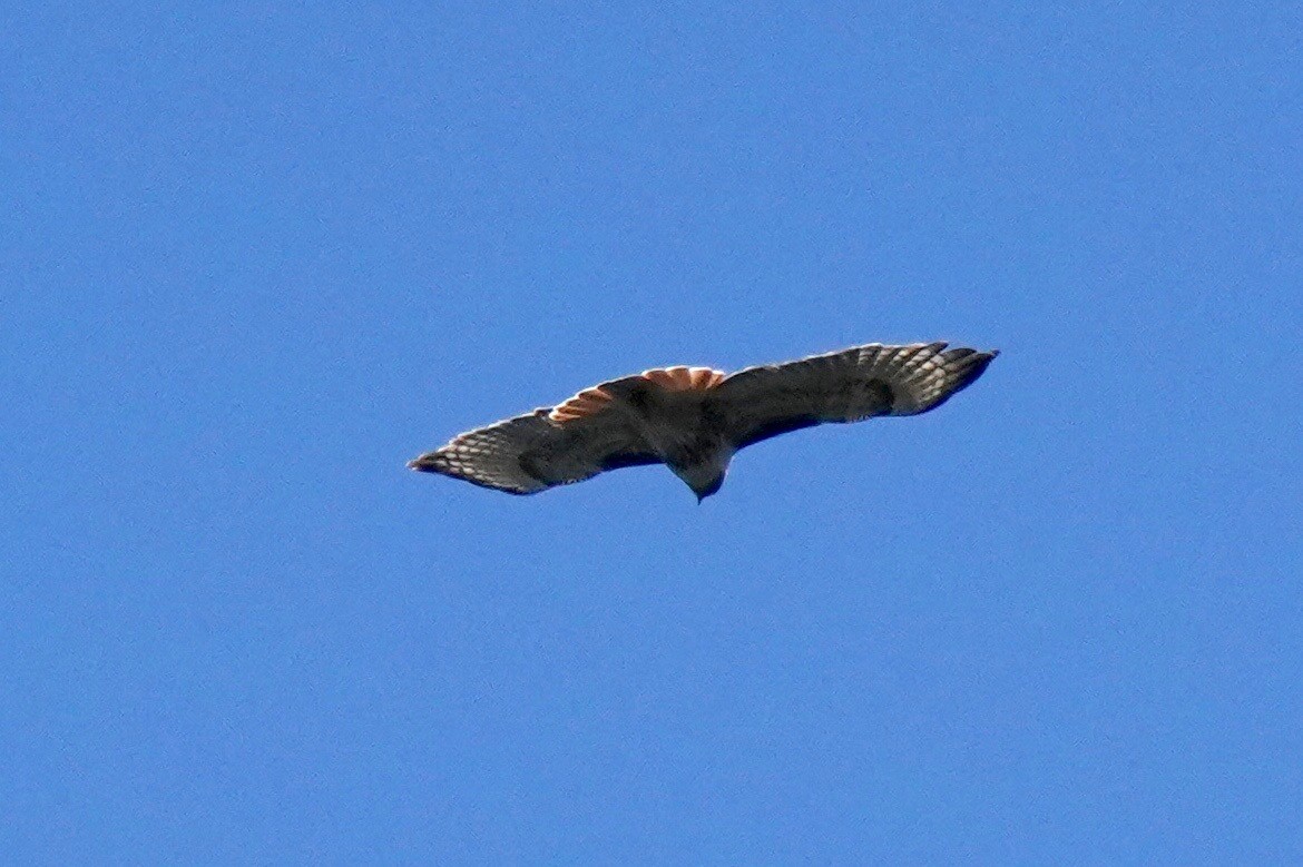 Red-tailed Hawk - ML193183781