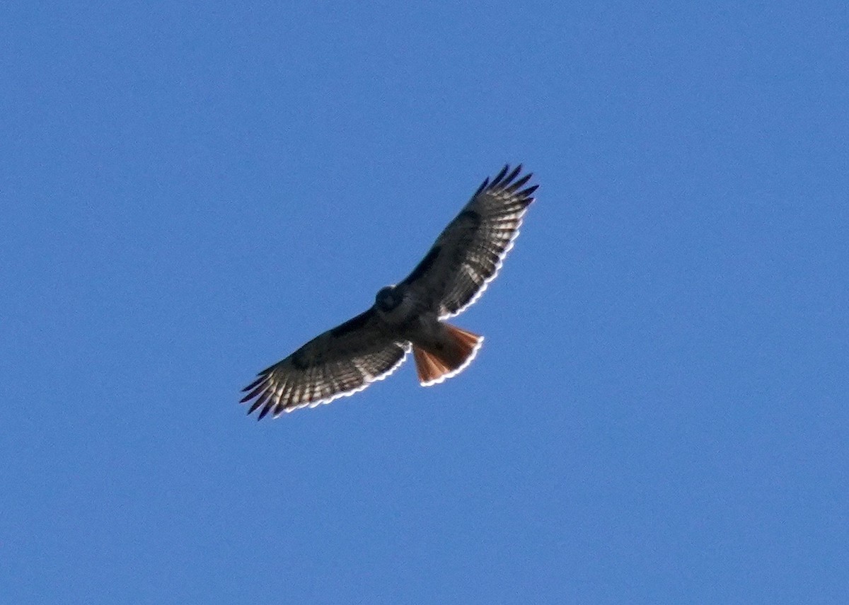 Red-tailed Hawk - ML193183831