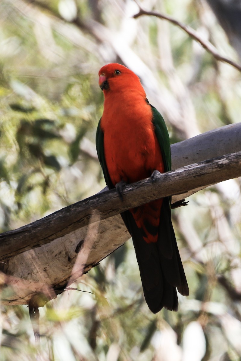 Australian King-Parrot - BirdLife Murray Goulburn